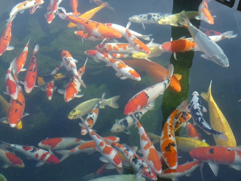 Koi